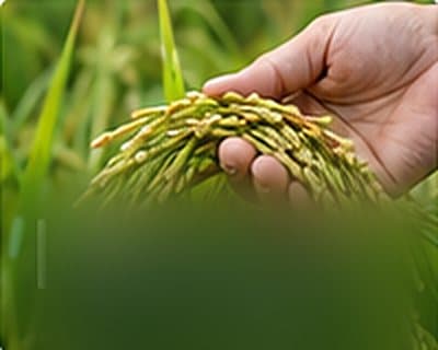 Bông lúa chín vàng trên tay người nông dân